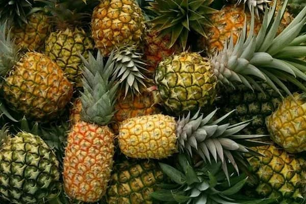 تصویر 5 از قیمت خرید آناناس خشک صادراتی + فروش ویژه